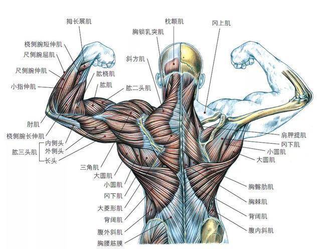 背阔肌在大圆肌的下方,属于中等偏下的背部肌群.