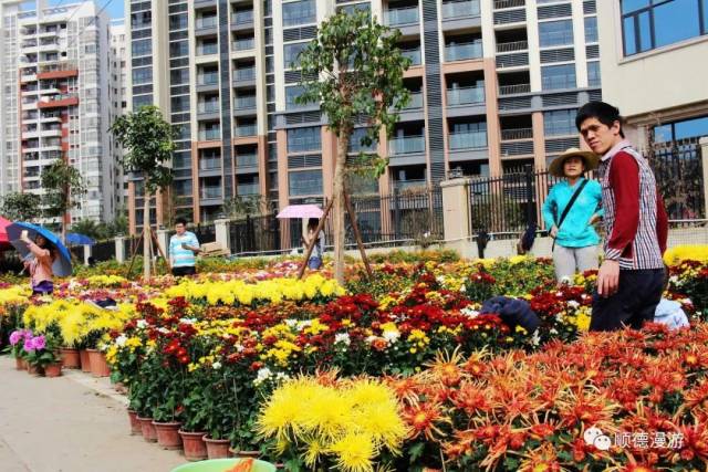 顺德勒流花市2019