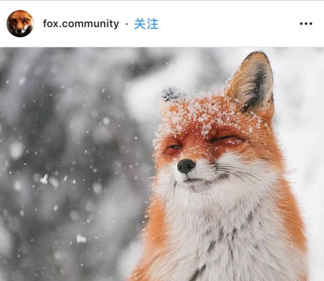 北极狼
