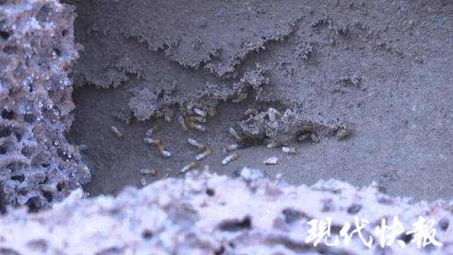 十米长白蚁"王宫"被挖出,30 岁蚁王蚁后被一锅端