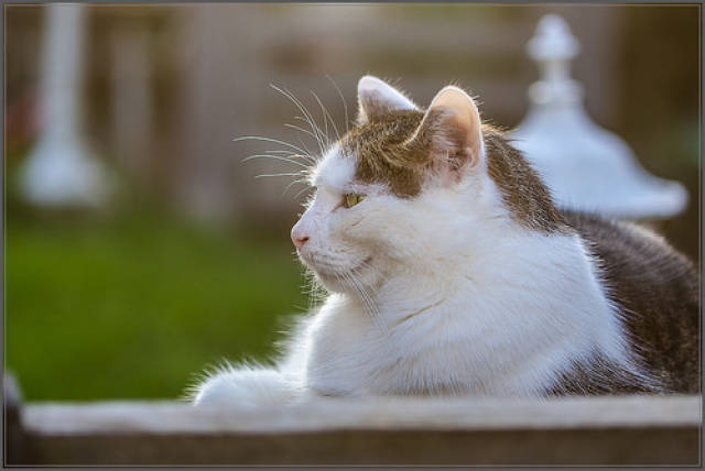 猫咪总是蹲厕所不出尿,猫咪蹲厕所很只尿