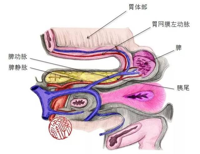 医学笔记|左半结肠切除术必备的解剖基础:脾门附近的筋膜关系(附