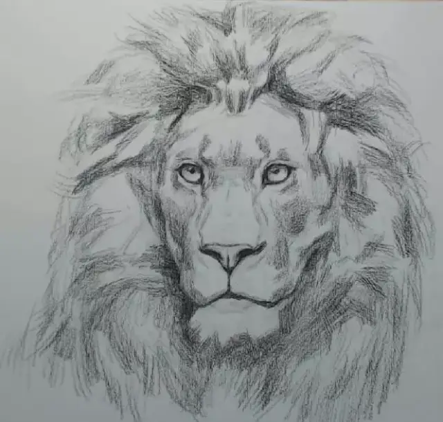 名师手把手教你动物素描,凶猛的狮子!