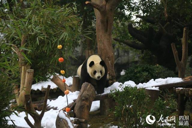 大熊猫"艾莉"享受冬雪的快乐.(朱虹 摄)