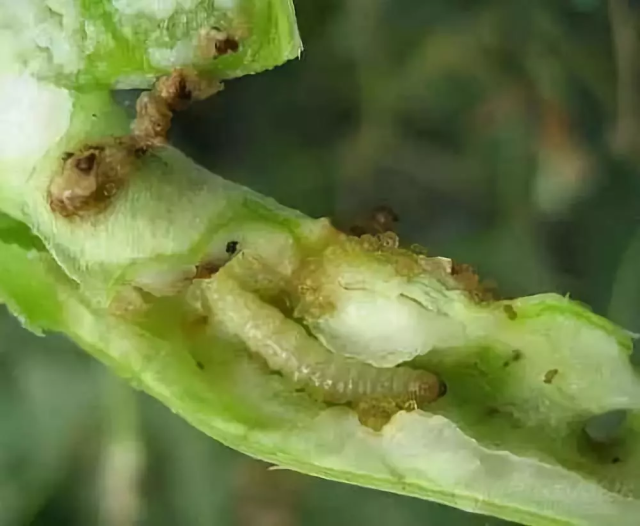 棉红叶螨(朱砂叶螨),截形叶螨,茶黄螨(侧多食跗线螨): 主要为害瓜类