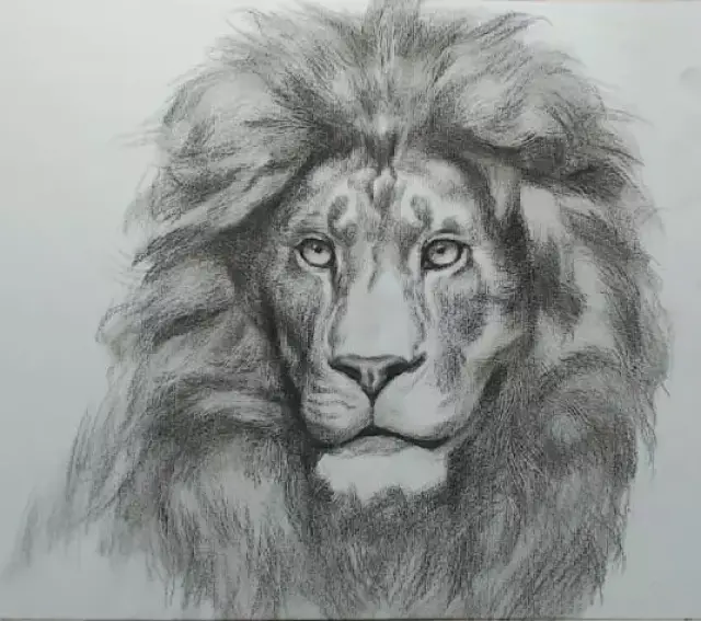 名师手把手教你动物素描,凶猛的狮子!