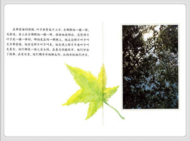 儿童绘本故事推荐《一片叶子落下来》
