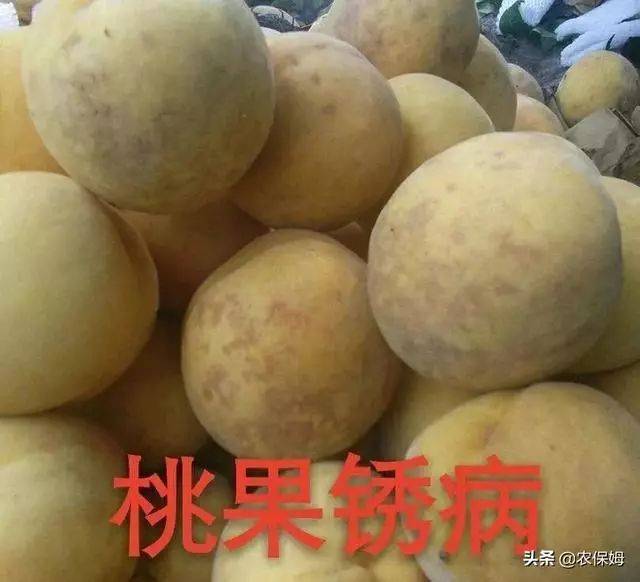 【植保】桃子裂果和桃果锈病的防治