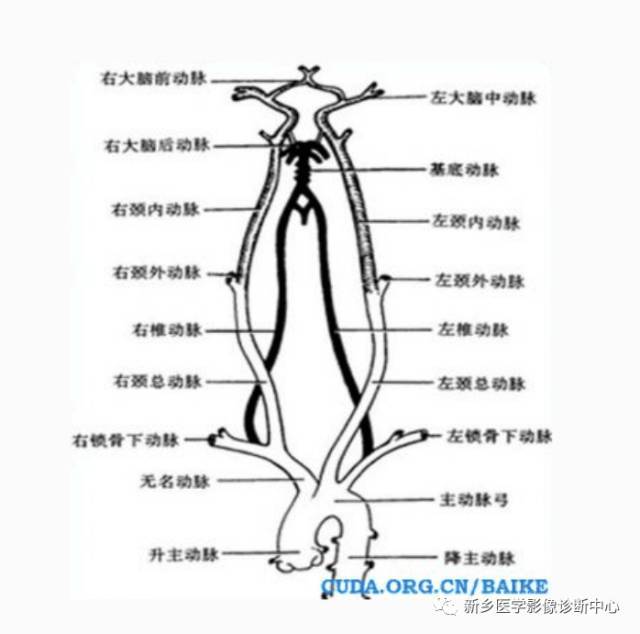 正常解剖示意图