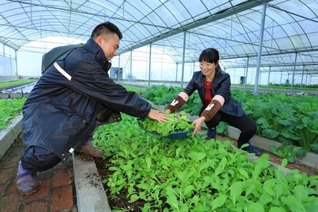 黔西县谷里乡蔬菜大棚专家为群众培训蔬菜种植技术.