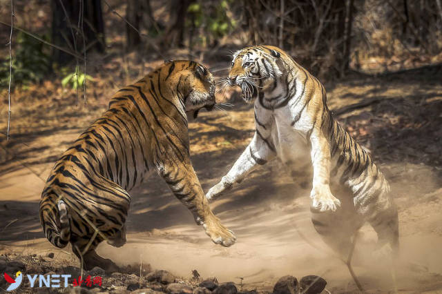 北青网讯  两只凶猛的母老虎被摄影师抓拍到为了占领土地打斗——这让
