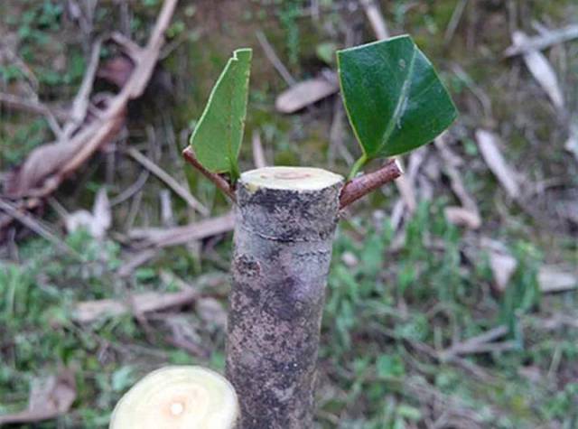 长寿茶花…钻个洞插根枝,满树开出5色花!