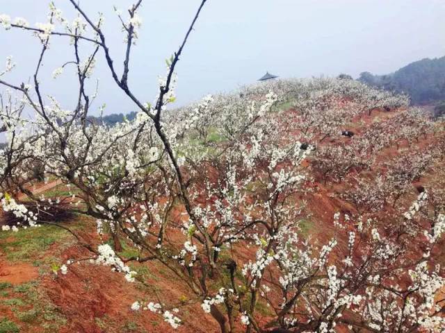 走进宗场:看新机场建设,观双龙湖景,再去感受"芽菜小镇"的无限风情!