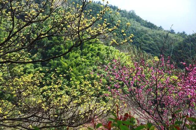 黄山花谷