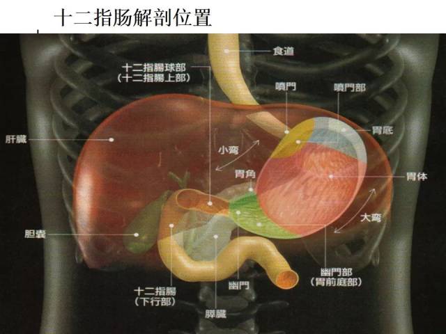 胰十二指肠切除手术病人的护理查房