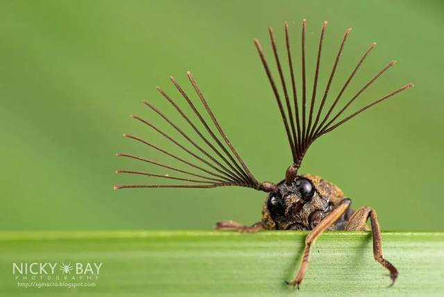 cedar beetle (callirhipidae) 除昆虫外,他的镜头下也经常出现各种