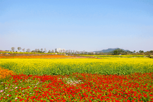 壁纸 成片种植 风景 植物 种植基地 桌面 640_427 gif 动态图 动图