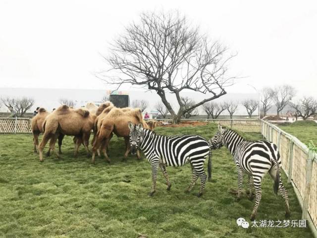 梅园看动物,还是动物园赏梅?快来太湖龙之梦快乐农场一探究竟!