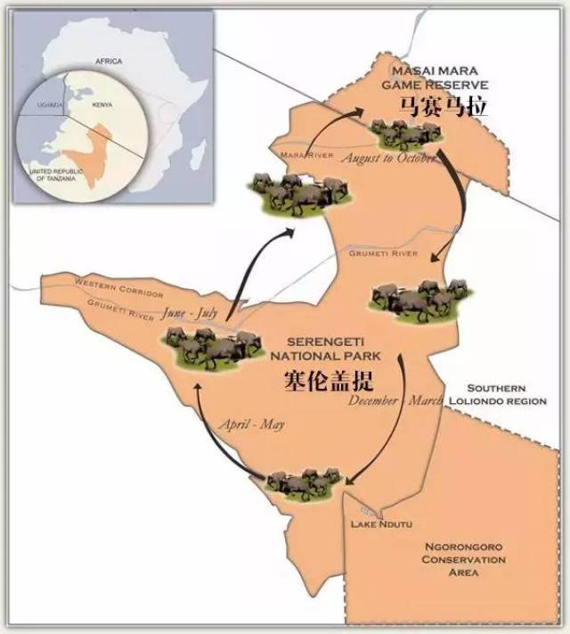 百万角马斑马从坦桑尼亚的塞伦盖提草原迁徙至肯尼亚的马赛马拉草原