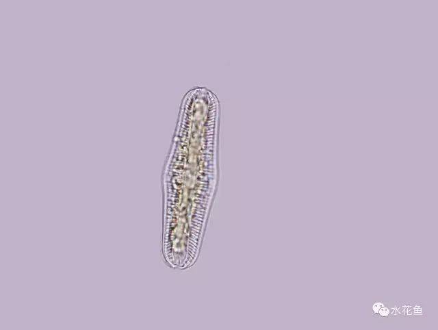 5等片藻属 普通等片藻 diatom vulgare 6角甲藻属 角甲藻 ceratium