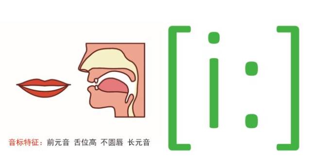 前元音[i]发音规则:舌尖抵下齿,前舌尽量抬高,舌位高于[i,口形扁平