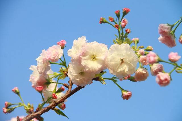 新年看樱花|深圳醉美赏樱打卡地.浪漫花海,齐闹新春