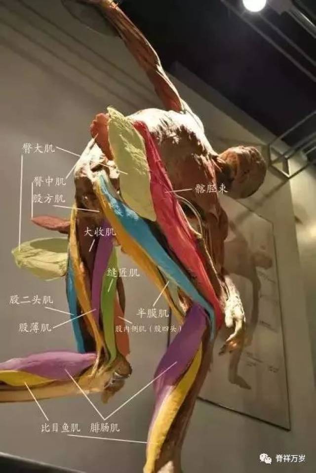 塑化人体解剖