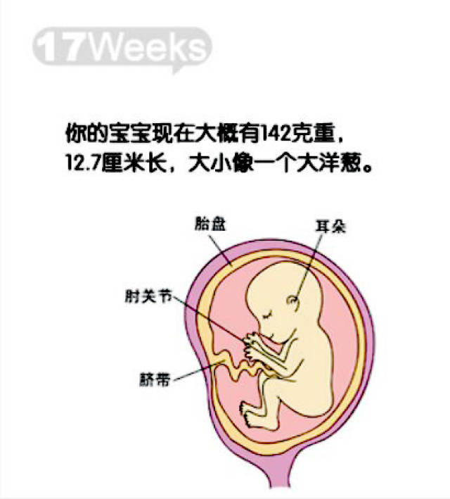 怀孕1-40周胎儿发育图!原来宝宝在肚子里是这样发育的