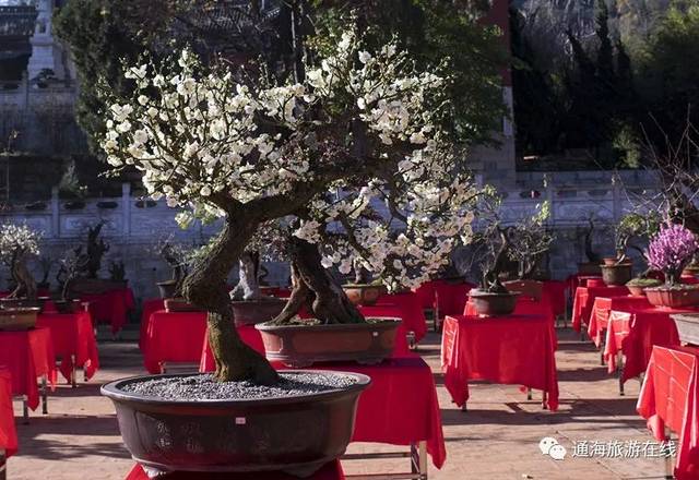 太美了!通海文庙花桩盆景展2月5日开幕 精彩抢先看