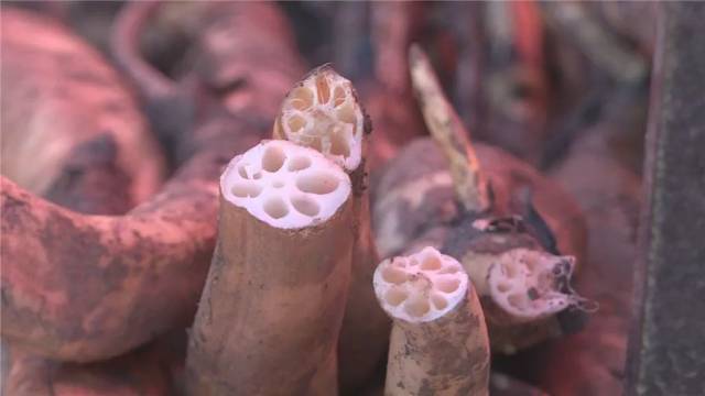 年味澄江:从荷藕火锅开始!_手机搜狐网