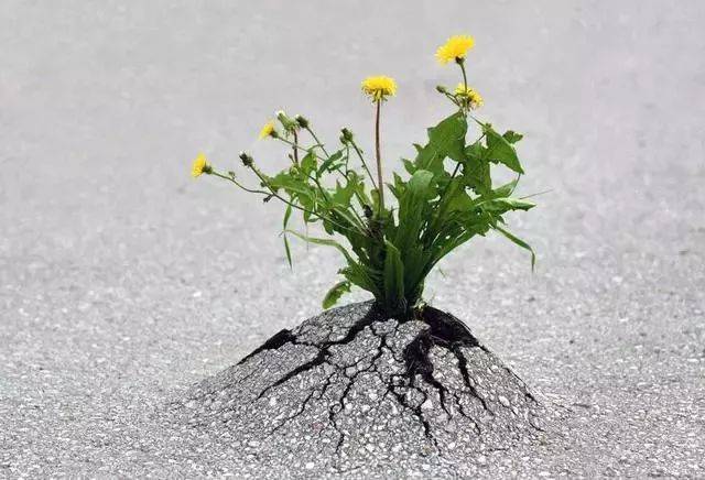 愿2019年的自己如植物一样坚强,植物顽强成长的故事
