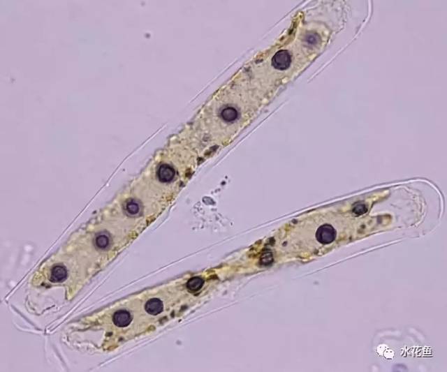 高清图谱(中):水体浮游生物---绿藻门以外的浮游植物51种