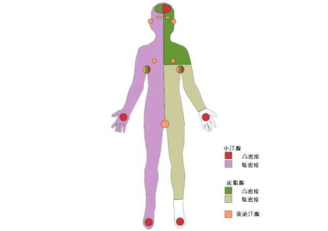 而人体 小汗腺,大汗腺,皮脂腺的分布规律如下图: 需要注意的是,搓