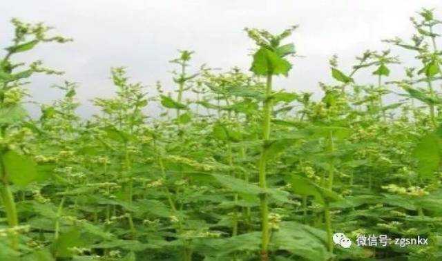 十三, 苦荞麦 的生物化学特征