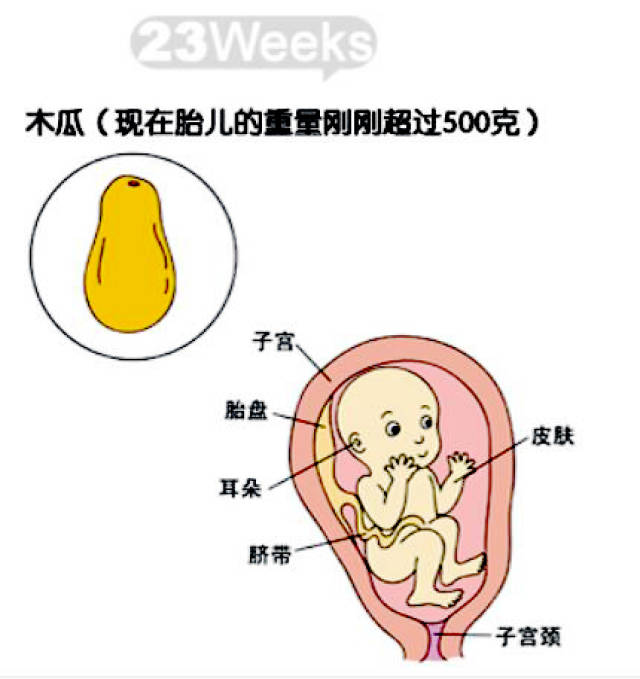 原来宝宝在肚子里是这样发育的