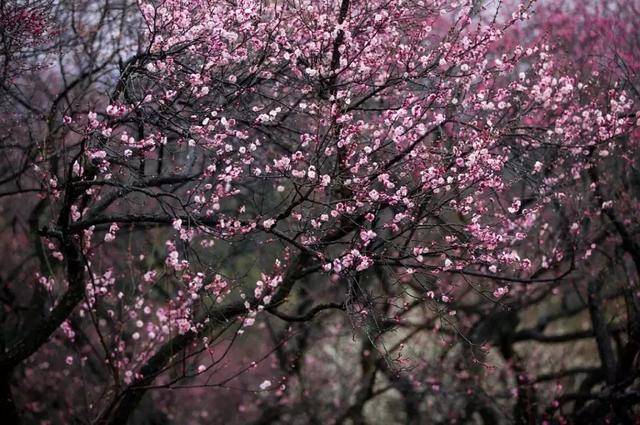 2019年南京国际梅花节2月16日开幕!各种精彩不容错过!