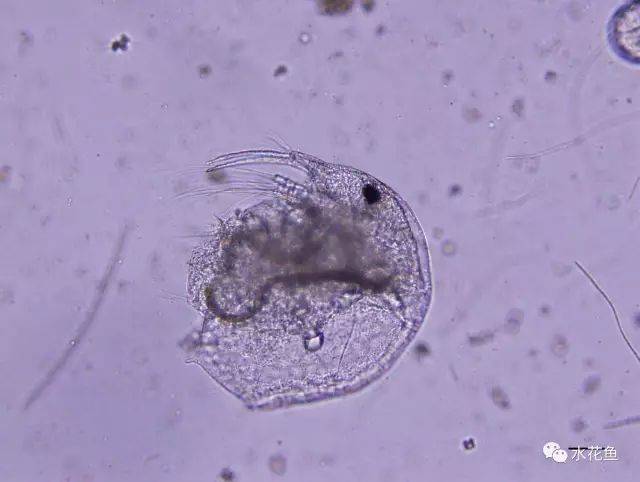 bosmina sp 17异尾轮虫 trichoce