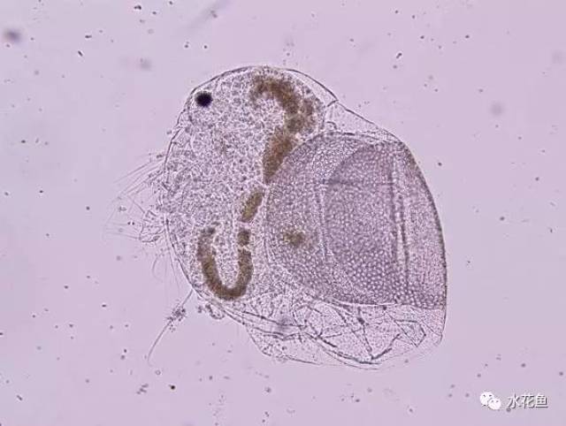 diversicornis 22萼花臂尾轮虫 b.calyciflorus b.