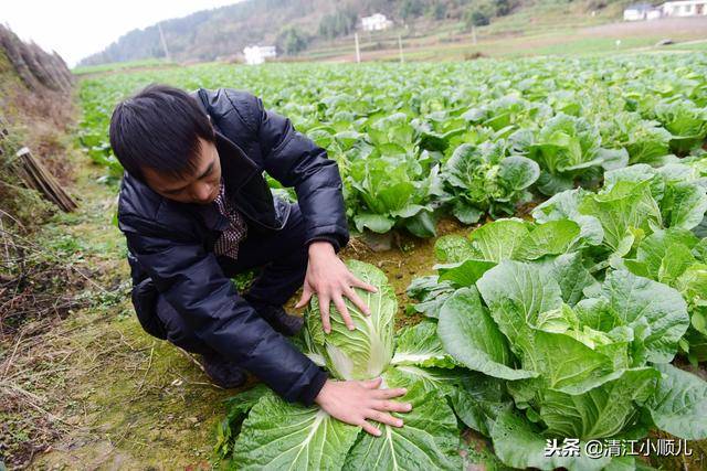 农村父子致富有方:高山种菜又养牛,生态循环种养效益高