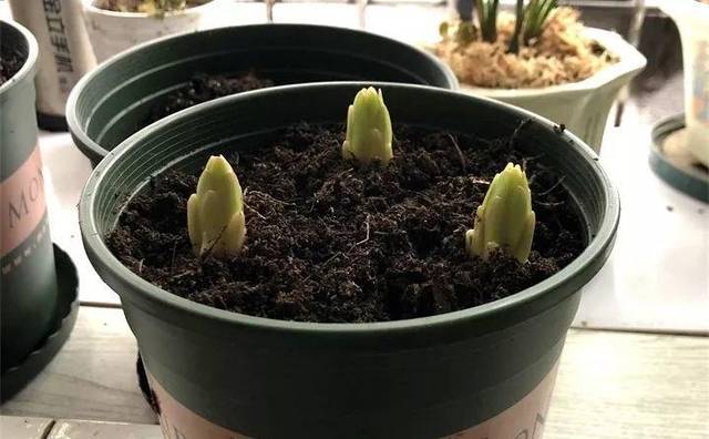 如果百合的种球健康,植株却消苞,那多半是温度不适宜(低于5℃或高于