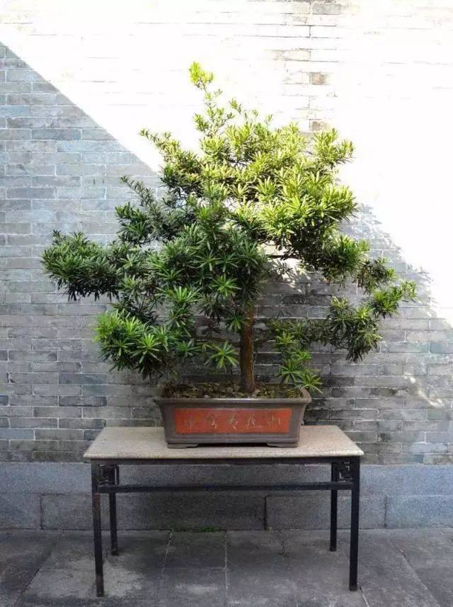 中国人大都爱罗汉松,图解罗汉松盆景制作,看一眼你也会爱上