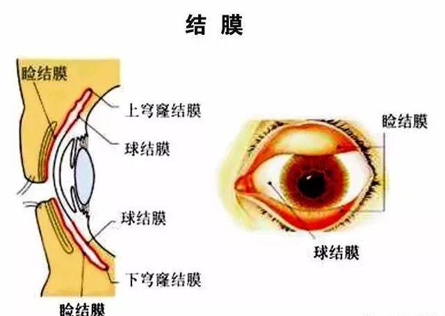 眼部专题 | 眼结膜与术后结膜脱垂的处理