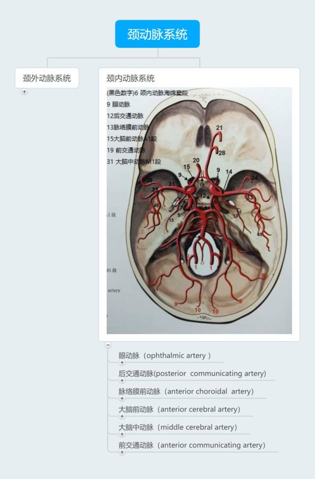 脑血管解剖思维导图,满满的干货!