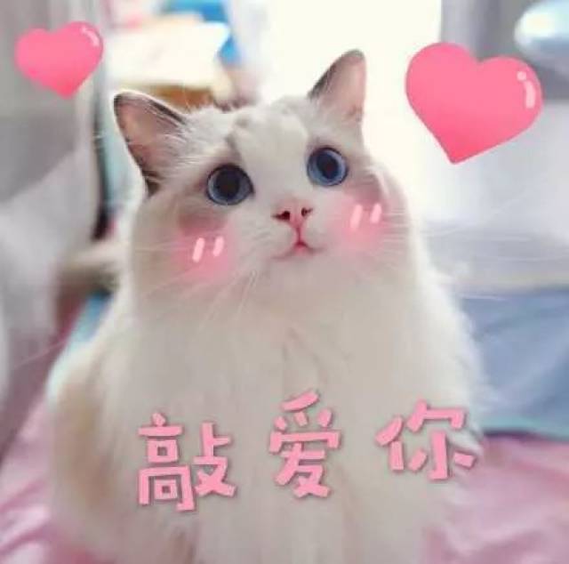 猫咪表情包:天冷了,可以给个抱抱吗