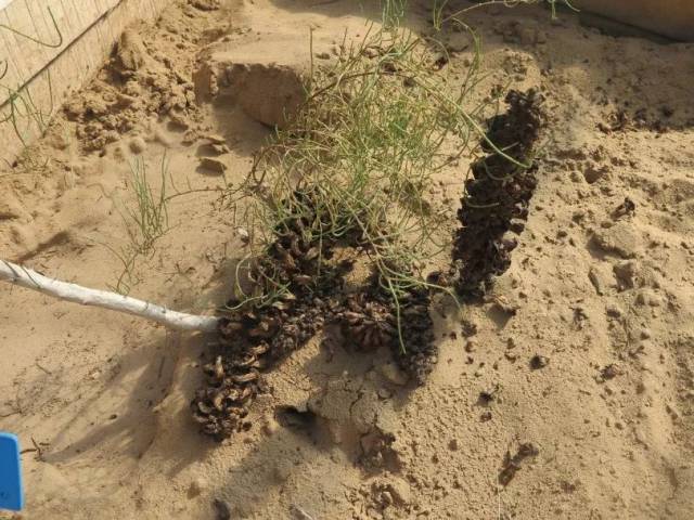 是一种寄生在沙漠树木梭梭根部的寄生植物,从梭梭寄主中吸取养分及