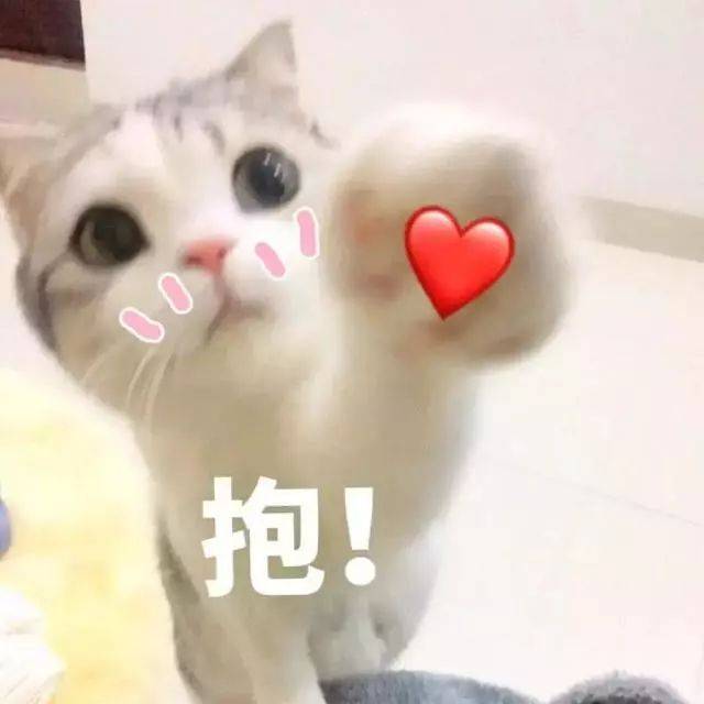 猫咪表情包:天冷了,可以给个抱抱吗