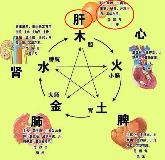 肝病入门:中医的肝脏排毒方法!
