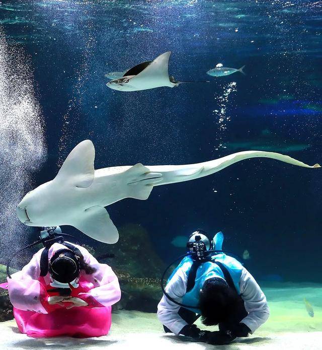 首尔当地水族馆工作人员身穿传统韩国服饰在水下表演,庆祝春节假期