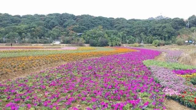 东莞多个地方已变"花海"!