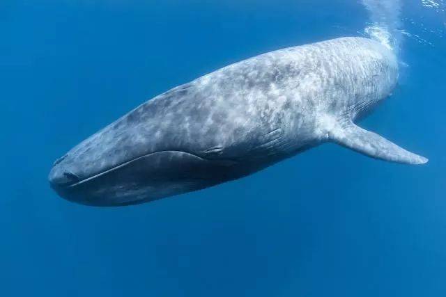 【科普】海洋中最大的四种鲸鱼,你知道几种?